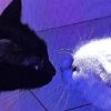 Amor ou fofura 8