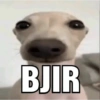 Meme anjing🐶 12