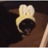 Gatitos memes random 18