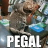 Cat meme kucing🔥 10