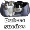 Gatos - Saludos 19