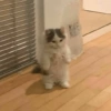 Cats meme 7