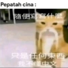 Cat meme kucing🔥 6