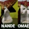 Cat meme kucing🔥 7