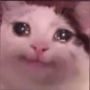 Cats meme 10
