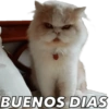 Gatos - Saludos 14
