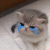 Cats meme 17