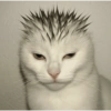 MEOW | gatos 10