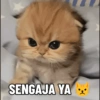 Meme Kucing #4 9