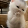 Cats meme 15