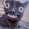 MEOW | gatos 8