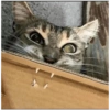 Gatitos memes random 16