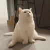 Cats meme 13