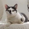 Cats meme 8