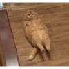Cats meme 6