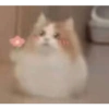 Gatitos memes random 7