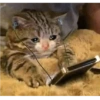 Cats meme 20