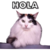 Gatos - Saludos 21