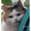 Cats meme 19