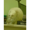 Gatitos memes random 10
