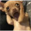 Meme anjing🐶 8