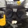 Meme Kucing #4 7