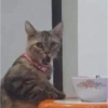 Gatitos memes random 22