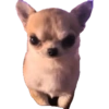 Risas  5