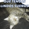 Gatos - Saludos 18