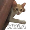 Gatos - Saludos 11