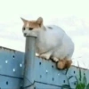 Gatitos memes random 8