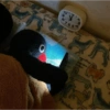Pingu Yo 7