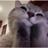 Meme reaction tiktok  13