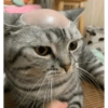 MEOW | gatos 11