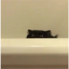 Cats meme 11