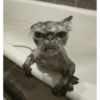 MEOW | gatos 6