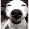 Meme anjing🐶 14
