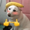 Chien banane et blush