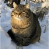 Cats meme 16