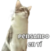 Gatos - Saludos 25