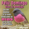 Domingo 27