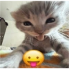 Stiker meme kucing 10