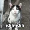 MEME KUCING 11