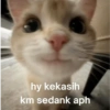 MEME KUCING 7