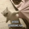 Stiker meme kucing 11