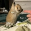 MEME KUCING 13
