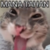 MEME KUCING 8