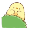 Pollito Floral 10