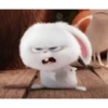 Snowball rabbit 24