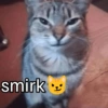 Stiker meme kucing 19